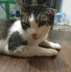 Lost Male Cat last seen Stadium st & Pryor st, East Bank, WV 25067