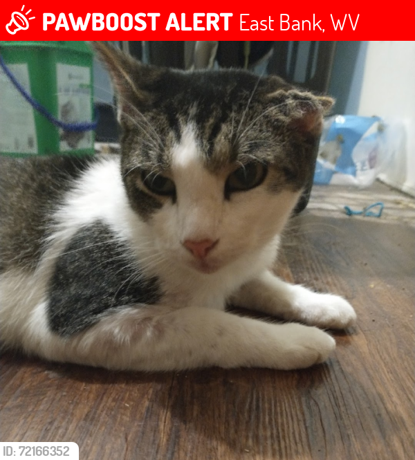 Lost Male Cat last seen Stadium st & Pryor st, East Bank, WV 25067
