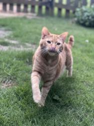 Lost Male Cat last seen Prather and Menchaca , Austin, TX 78704