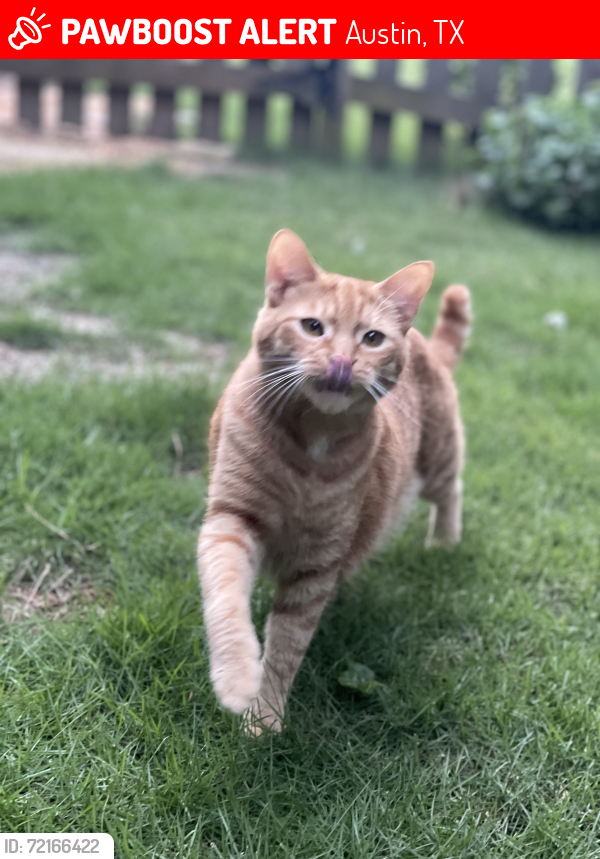 Lost Male Cat last seen Prather and Menchaca , Austin, TX 78704