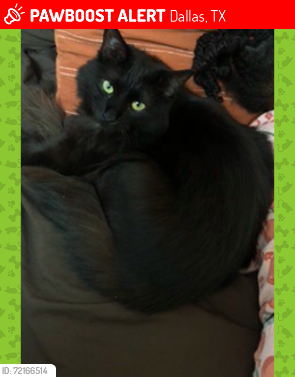 Lost Female Cat last seen Forest and Greenville , Dallas, TX 75243