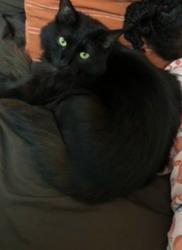 Lost Female Cat last seen Forest and Greenville , Dallas, TX 75243