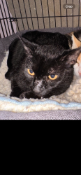 Lost Male Cat last seen Academy/Burlison, Albuquerque, NM 87109