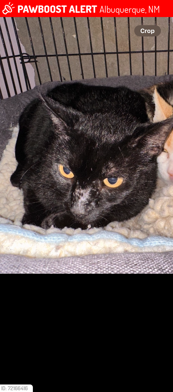 Lost Male Cat last seen Academy/Burlison, Albuquerque, NM 87109