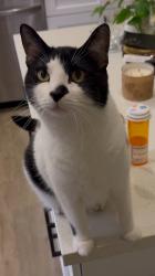 Lost Male Cat last seen Via Belfiore & Via Bellarado, San Diego, CA 92129