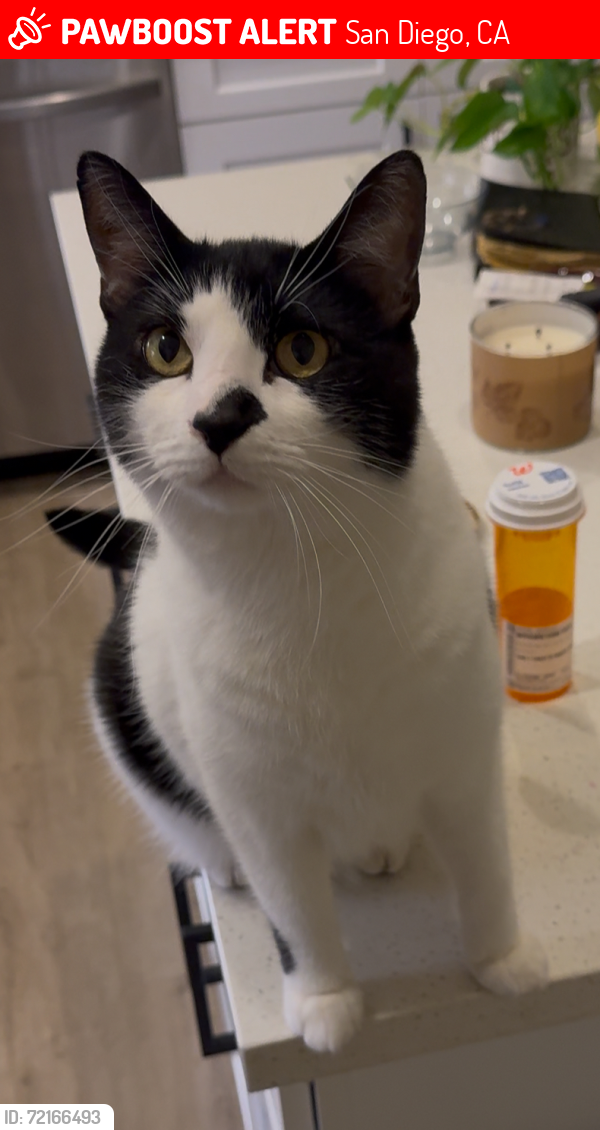 Lost Male Cat last seen Via Belfiore & Via Bellarado, San Diego, CA 92129