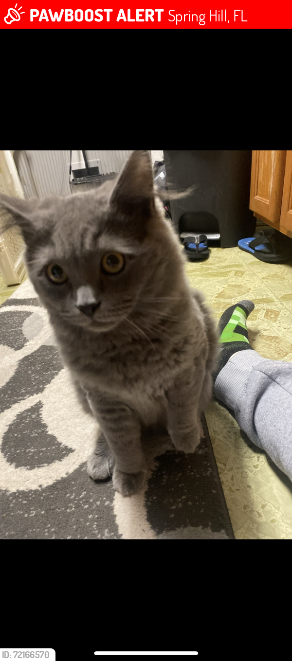 Lost Male Cat last seen Laramore st spring hill, Spring Hill, FL 34608