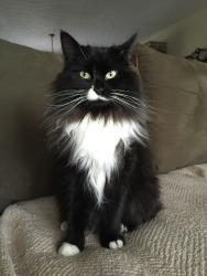 Lost Female Cat last seen Tessmer Rd and Scio Church, Ann Arbor, MI 48103