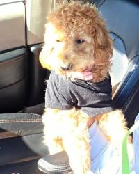 Lost Female Dog last seen Hurley and tioga street, Philadelphia, PA 19134
