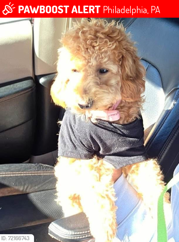 Lost Female Dog last seen Hurley and tioga street, Philadelphia, PA 19134