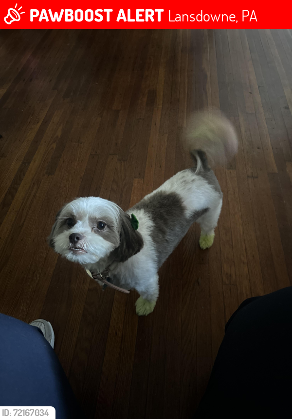 Lost Female Dog last seen Baltimore Ave & Melrose Ave, Lansdowne, PA 19050