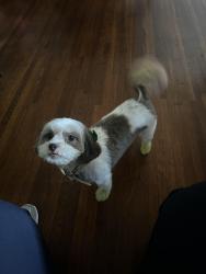 Lost Female Dog last seen Baltimore Ave & Melrose Ave, Lansdowne, PA 19050