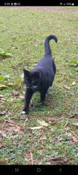 Lost Female Cat last seen Chapel drive/country club drive, Ellwood City PA, 16117, Beaver County, PA 16117