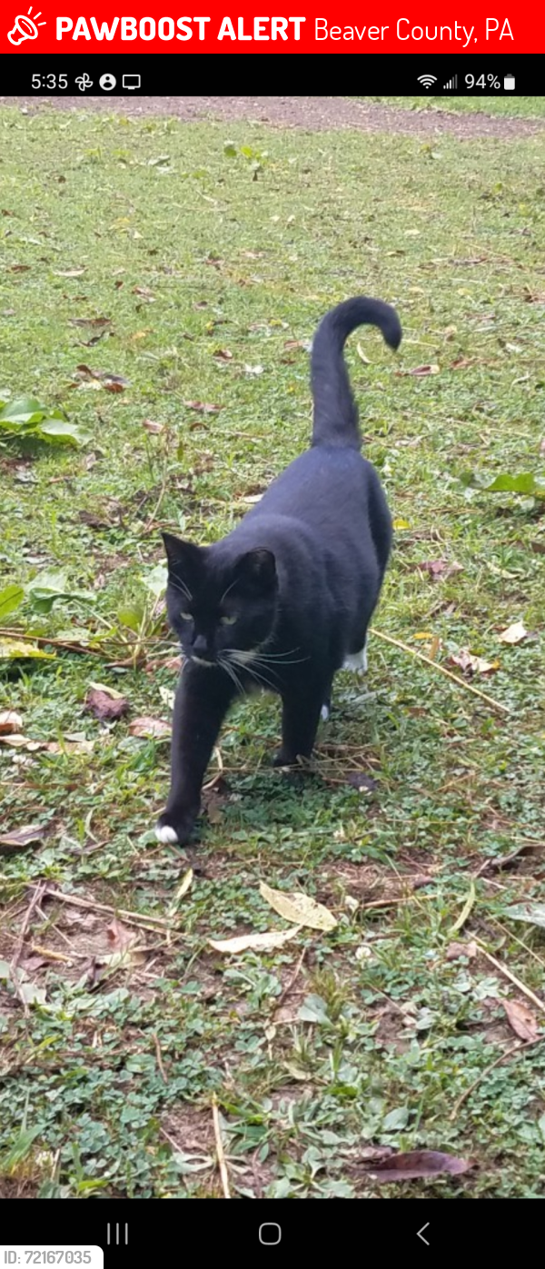 Lost Female Cat last seen Chapel drive/country club drive, Ellwood City PA, 16117, Beaver County, PA 16117