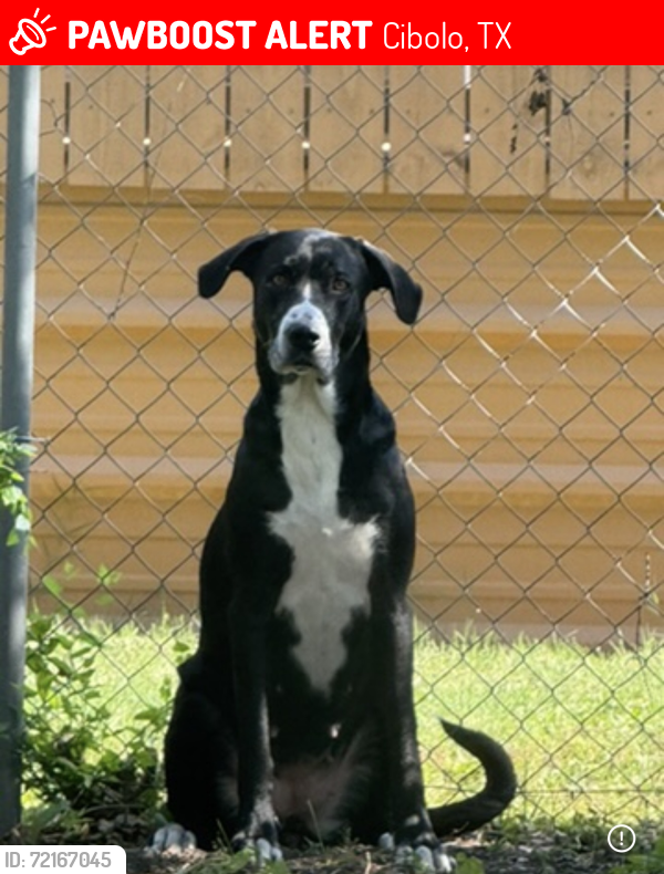 Lost Female Dog last seen Near and buffalo trail, Cibolo, TX 78108