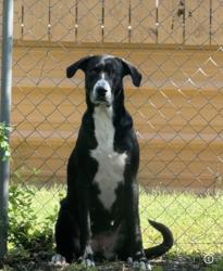 Lost Female Dog last seen Near and buffalo trail, Cibolo, TX 78108