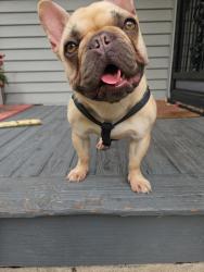 Lost Female Dog last seen 31st and Longfellow av, Minneapolis, MN 55407