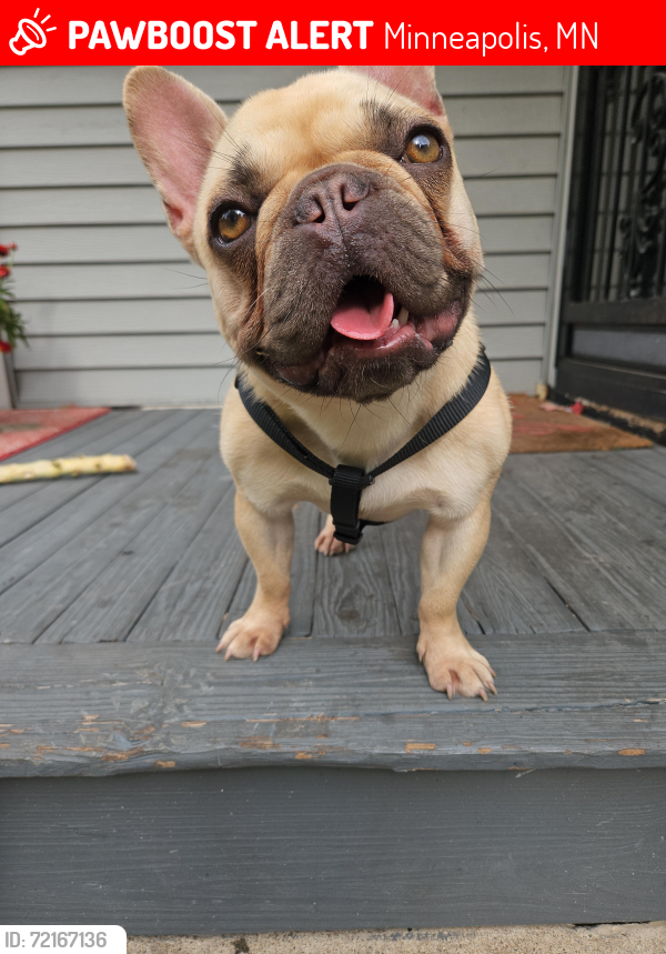 Lost Female Dog last seen 31st and Longfellow av, Minneapolis, MN 55407