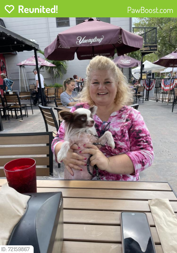 Reunited Female Dog in Las Vegas, NV 89117 (ID: 72159867) | PawBoost