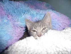 Lost Female Cat last seen Asher Drive in Holland Patent, NY. she may be trying to get back home to Yorkville, NY., Oneida County, NY 13354