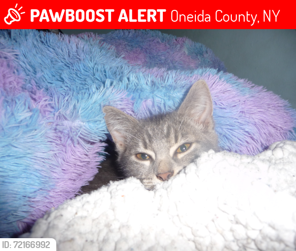 Lost Female Cat last seen Asher Drive in Holland Patent, NY. she may be trying to get back home to Yorkville, NY., Oneida County, NY 13354