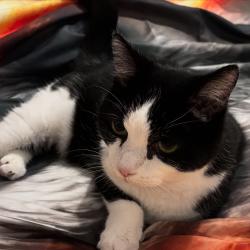 Lost Female Cat last seen Station road, Bournemouth, Christchurch and Poole, England BH15 4FD
