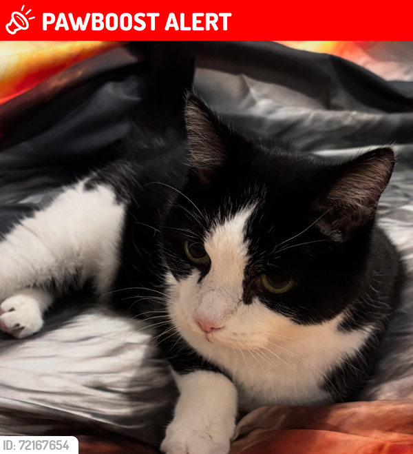 Lost Female Cat last seen Station road, Bournemouth, Christchurch and Poole, England BH15 4FD