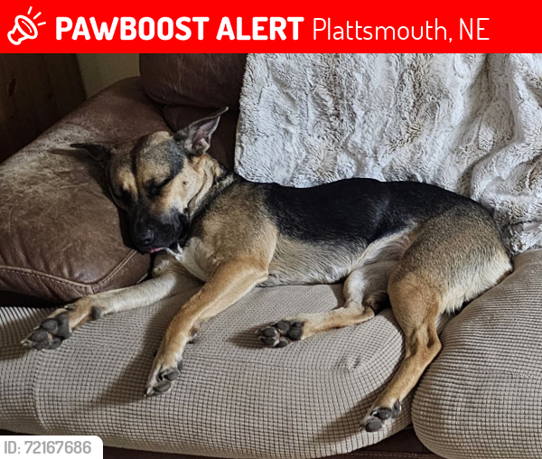 Lost Female Dog last seen Clinton Street/ James Street, Plattsmouth, NE 68048
