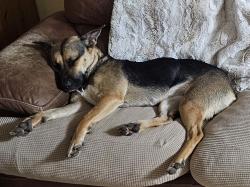 Lost Female Dog last seen Clinton Street/ James Street, Plattsmouth, NE 68048