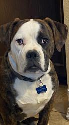 Lost Male Dog last seen Smith rd and stowe rd, Winchester, CA 92596