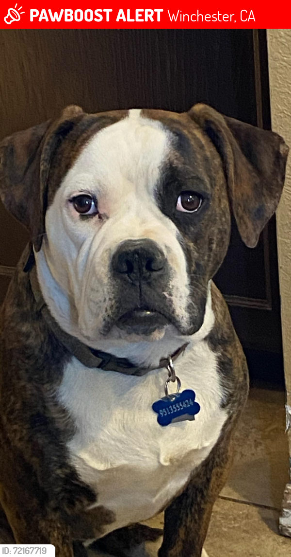 Lost Male Dog last seen Smith rd and stowe rd, Winchester, CA 92596