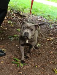 Lost Female Dog last seen Park road near Sparkhill Park , West Midlands, England B11 4HB