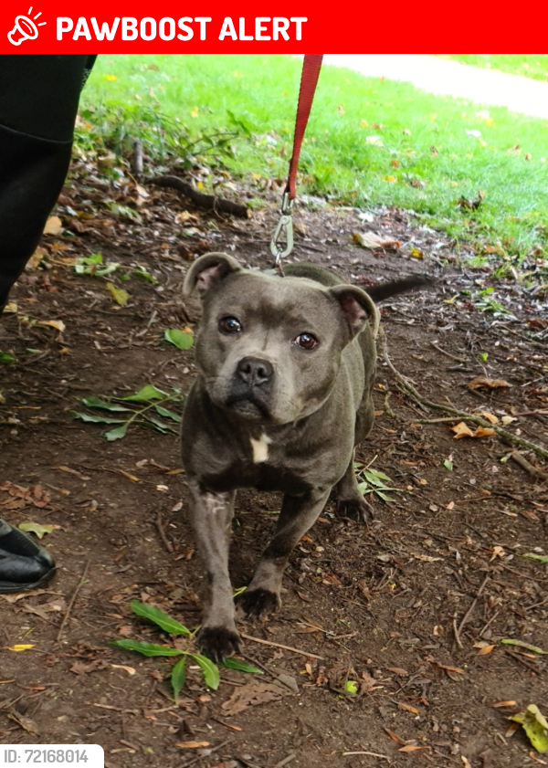 Lost Female Dog last seen Park road near Sparkhill Park , West Midlands, England B11 4HB