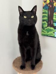 Lost Male Cat last seen 122nd St E and Shaw Road, South Hill, WA 98374