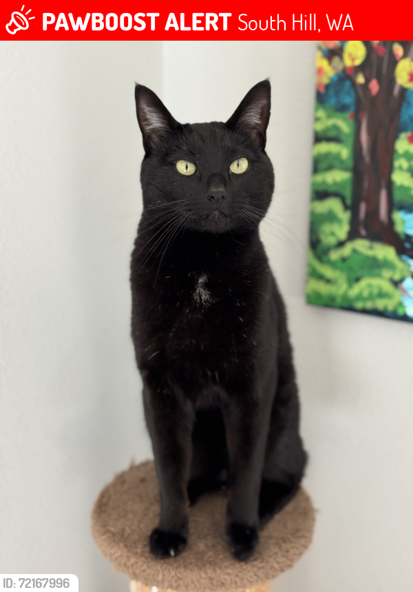 Lost Male Cat last seen 122nd St E and Shaw Road, South Hill, WA 98374