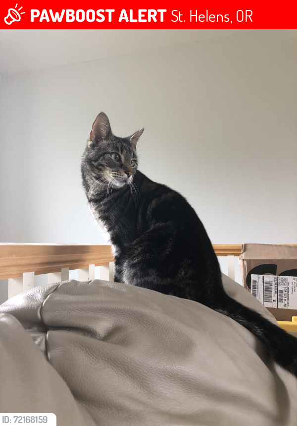 Lost Male Cat last seen Robinette Rd, St. Helens, OR 97051