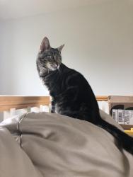 Lost Male Cat last seen Robinette Rd, St. Helens, OR 97051
