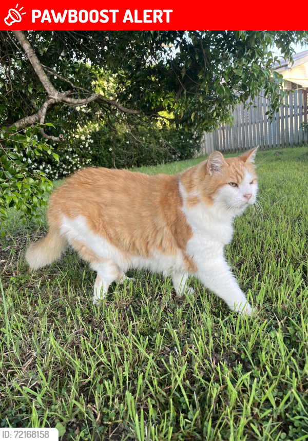 Lost Male Cat last seen Dunn Rd n Sims Road, Avenell Heights, QLD 4670