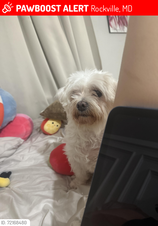 Lost Female Dog last seen Rockville, Maryland, Rockville, MD 20850