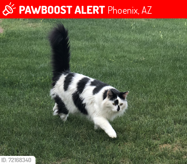 Lost Male Cat last seen 9th Street and E Ross Ave, Phoenix, AZ 85024