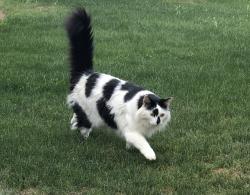 Lost Male Cat last seen 9th Street and E Ross Ave, Phoenix, AZ 85024