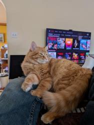 Lost Male Cat last seen Near E 700 S, Salt Lake City, UT 84102