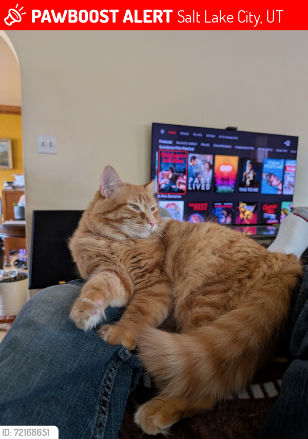 Lost Male Cat last seen Near E 700 S, Salt Lake City, UT 84102