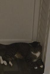 Lost Male Cat last seen Bonnie Heath, Ocala, FL 34470