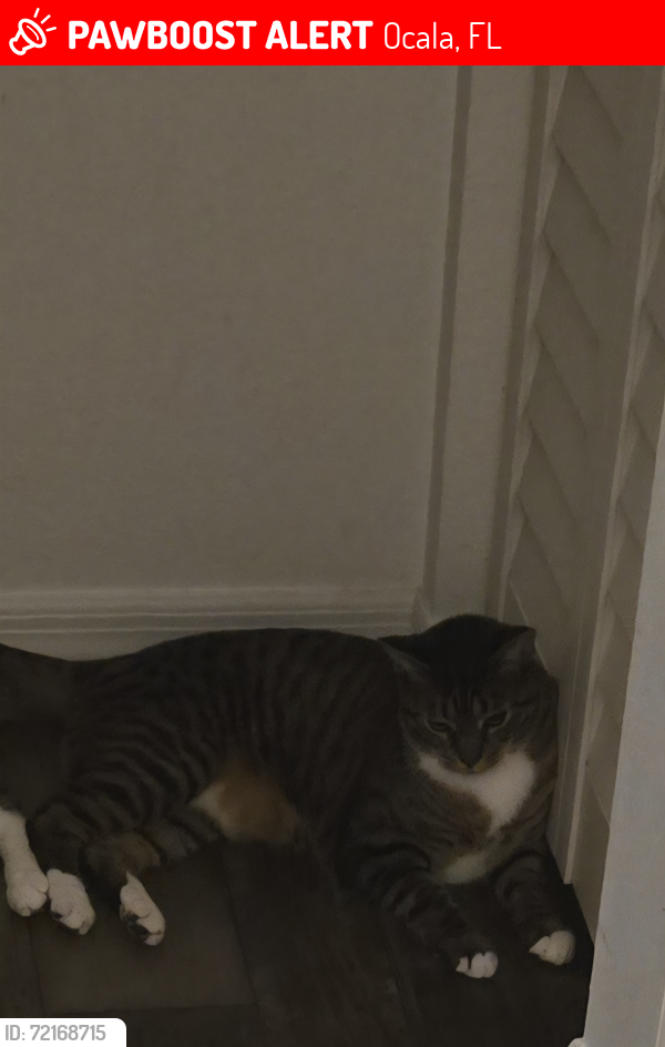 Lost Male Cat last seen Bonnie Heath, Ocala, FL 34470