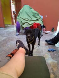 Lost Male Dog last seen 24th Street & University Road, Phoenix, AZ 85034