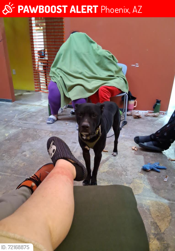 Lost Male Dog last seen 24th Street & University Road, Phoenix, AZ 85034