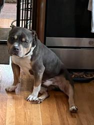 Lost Male Dog last seen Chene/gratiot, Detroit, MI 48207
