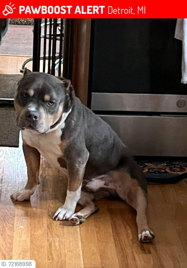 Lost Male Dog last seen Chene/gratiot, Detroit, MI 48207