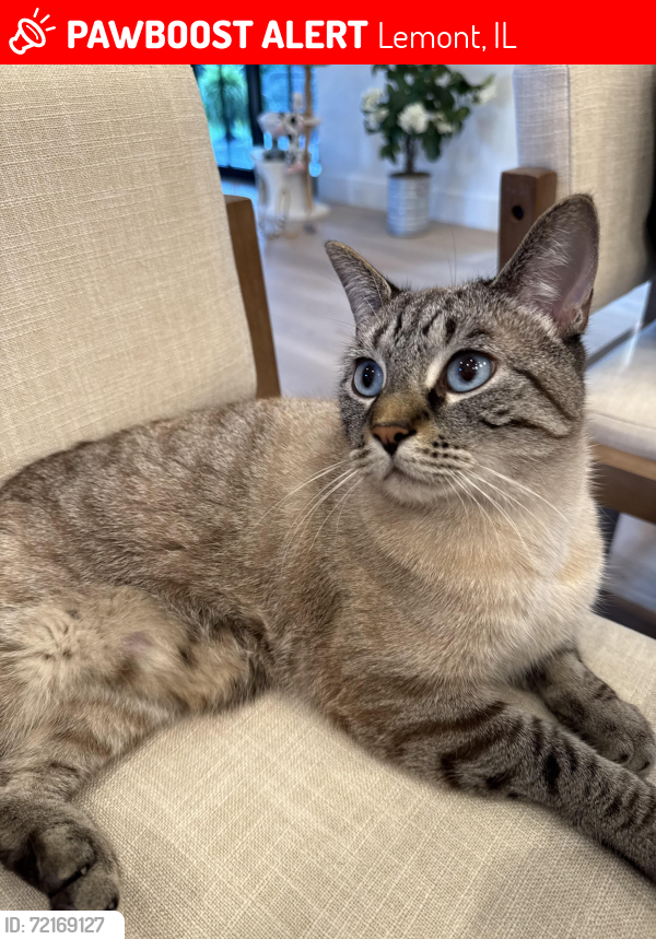 Lost Male Cat last seen W 123rd St & Limestone Dr., Lemont, IL 60439